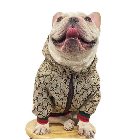 dog gucci clothes